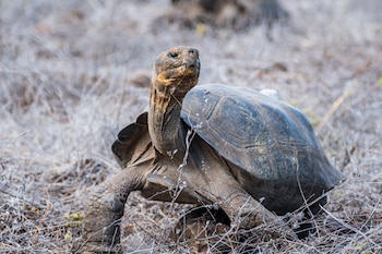 Tortuga Gigante de Galápagos (Ministerio