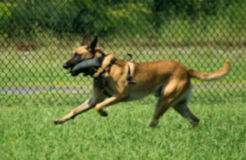 En sus tiempos libres el can disfrutaba momentos junto a su familia