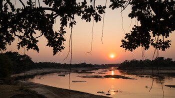 Unos estadounidenses intentaron salvar elefantes