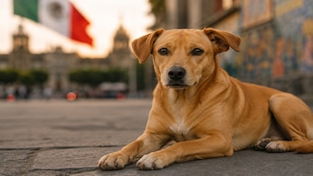 A más de una década del primer paquete de iniciativas, México cuenta con un marco jurídico distinto: los animales silvestres están fuera de los circos, las peleas de perros son delito federal y los mamíferos marinos ya no pueden utilizarse en espectáculos ni interacción turística