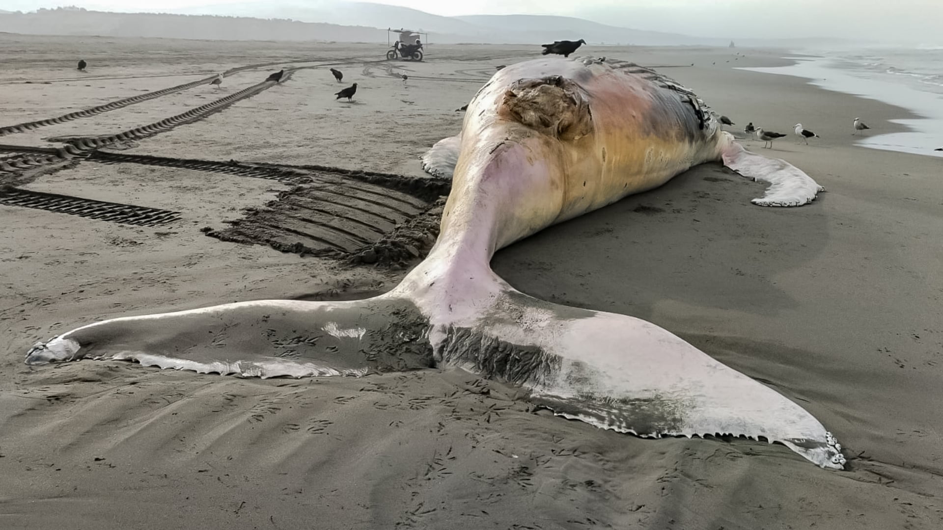 Una ballena jorobada adulta fue encontrada muerta en la playa Sombrero Chico, en Mejía, provincia de Islay, Arequipa. Difusión