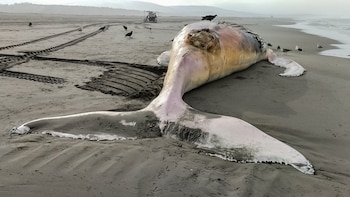 Ballena jorobada de 14 metros es encontrada sin vida en una playa de Arequipa y el IMARPE analiza muestras del ejemplar