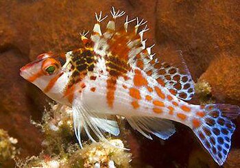 Los peces halcón tienen la