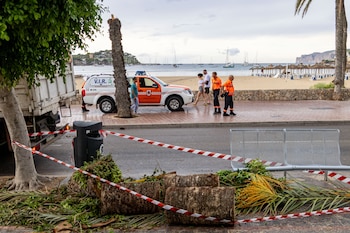 Vista de una palmera derribada