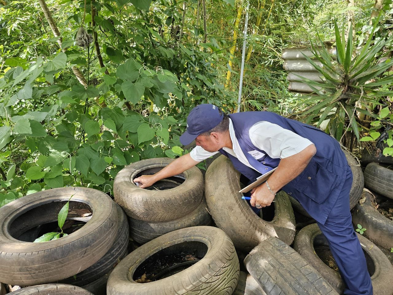 Un criadero de zancudos puede sobrevivir hasta tres meses en el entorno doméstico, aumentando el riesgo de transmisión del dengue. (Foto cortesía Ministerio de Salud)