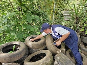 Un criadero de zancudos puede sobrevivir hasta tres meses en el entorno doméstico, aumentando el riesgo de transmisión del dengue. (Foto cortesía Ministerio de Salud)