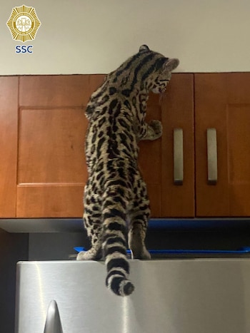 El gato silvestre se encontraba