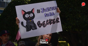 Gato atropellado en Guanajuato (ZonaFranca)