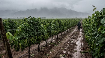 Hileras de parras sobre suelo con barro bajo la lluvia, con una persona de espaldas que camina hacia montañas cubiertas por nubes.