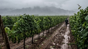 El impacto de El Niño en la Argentina: qué puede pasar con la cosecha de vino de 2027