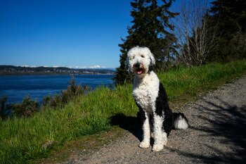 Los perros no tienen conciencia