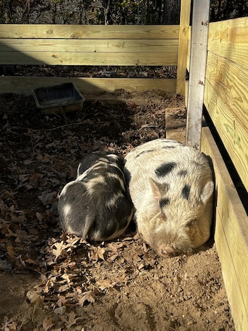 El cerdo descansando en su