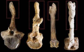 Cada hallazgo fósil amplía el
