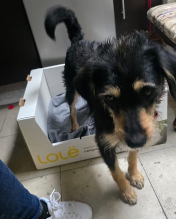 Blacky en su nuevo hogar.