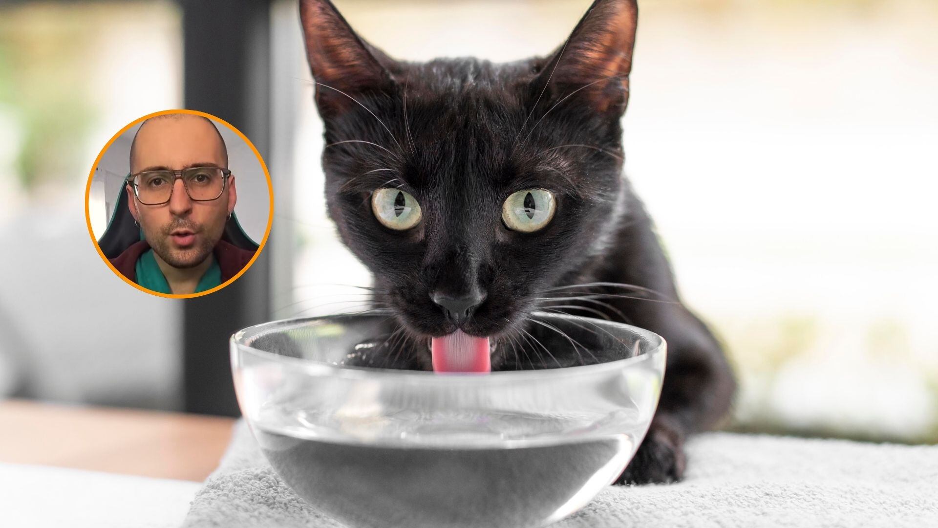 Los gatos suelen beber poca agua, según el doctor Alfredo Alonso. / Freepick