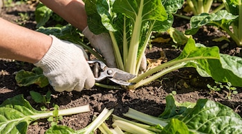 Manos enguantadas cortan una planta de acelga del suelo con tijeras de podar, mostrando tallos cortados y tierra de huerto.