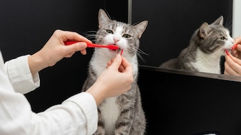 El 70% de los gatos presenta problemas dentales antes de los 3 años: el cepillado de dos minutos que previene la pérdida de dientes