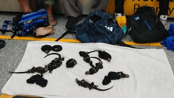 Las iguanas fueron trasladadas a un centro para su recuperación. (MAE)
