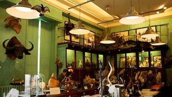 Los especímenes de Deyrolle provienen