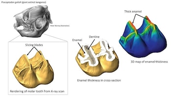 El gráfico muestra cómo la tomografía por rayos X permitió medir el grosor del esmalte dental (Universidad de Flinders)