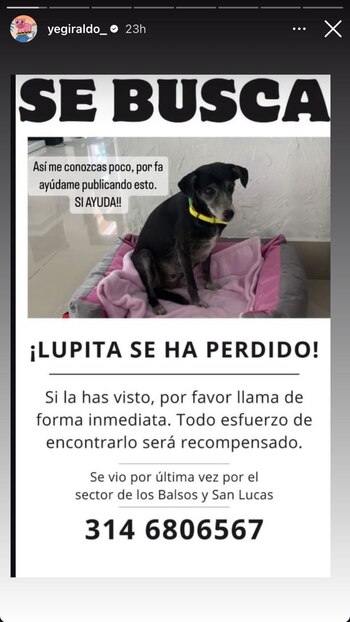 Jessica Giraldo alertó a su millón de seguidores sobre la perdida de Lupita en Medellín, una perrita criolla - crédito @yegiraldo_ / Instagram
