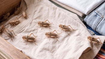 4 señales ocultas de que los grillos ya invadieron tu hogar y no te has dado cuenta