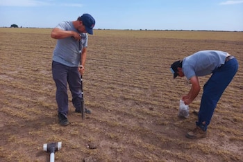 Los resultados mostraron que el agropiro mantiene una biomasa radical estable, con un promedio de 14 toneladas por hectárea hasta la tosca