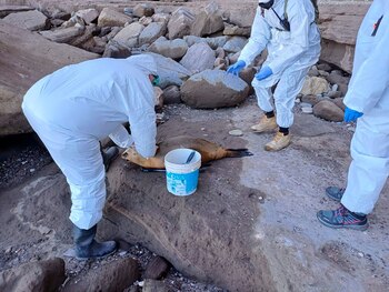 Lobos marinos examinados en Miramar