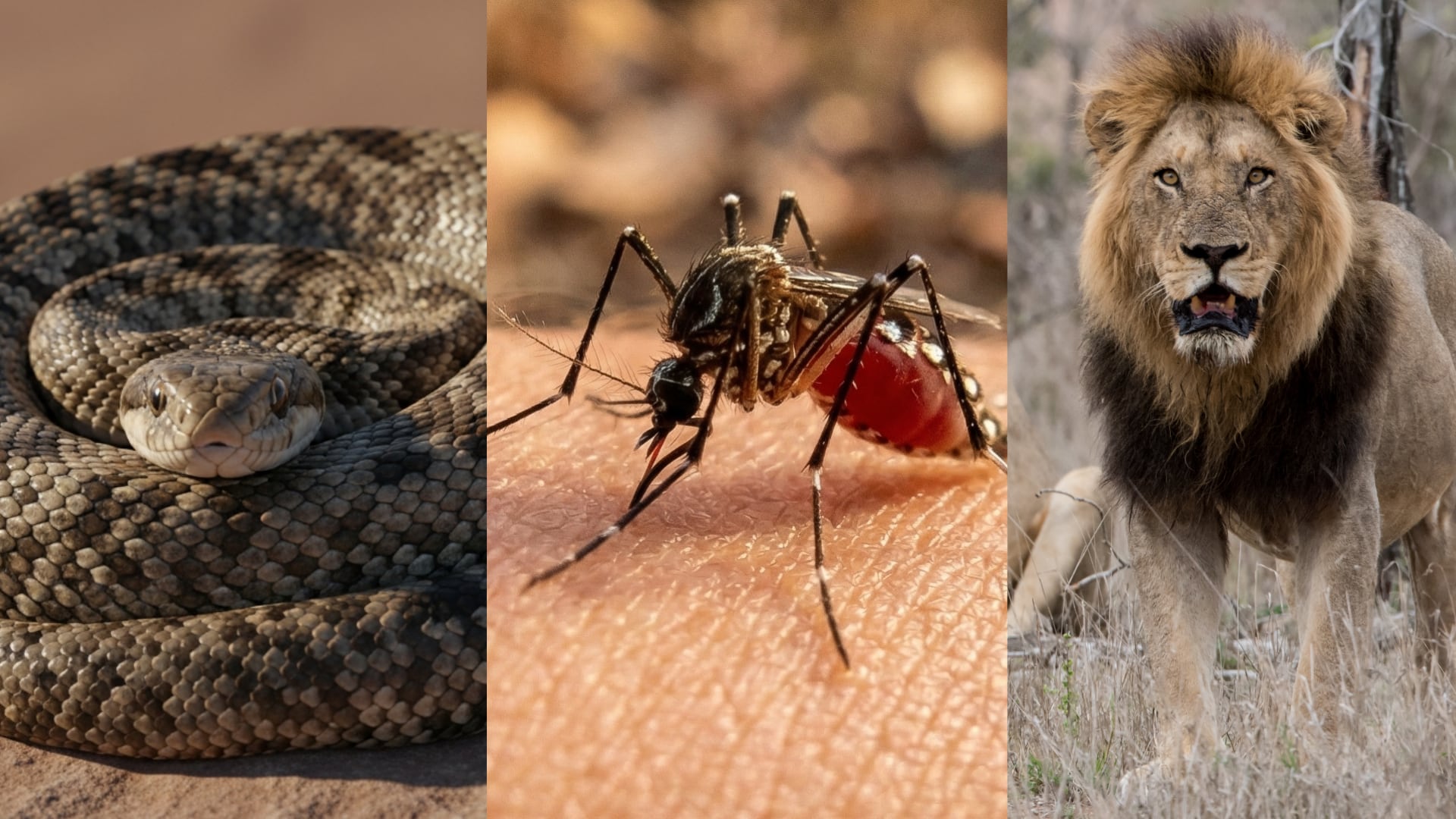 La peligrosidad de los animales depende tanto de sus características biológicas como del entorno donde interactúan con las poblaciones humanas (Imagen Ilustrativa Infobae/Freepik)