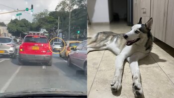 Según testigos, tras darle un