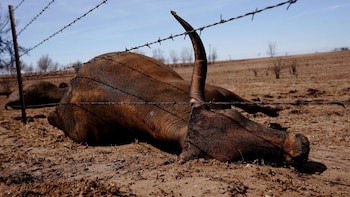 Los incendios forestales afectan la actividad ganadera en Nebraska