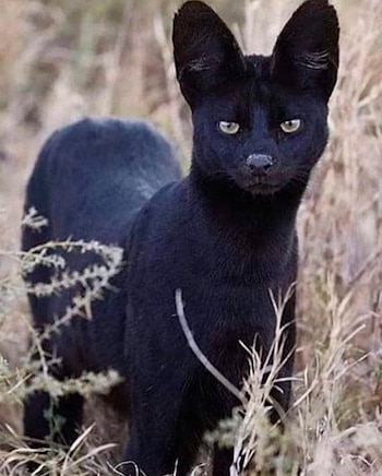 Um serval preto parado em um campo de grama seca com grandes orelhas amarelas, olhos amarelos e nariz preto, olhando para cima.