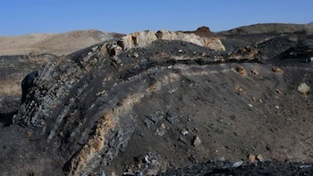 El ámbar más antiguo del mundo: tiene 385 millones de años y fue descubierto en China