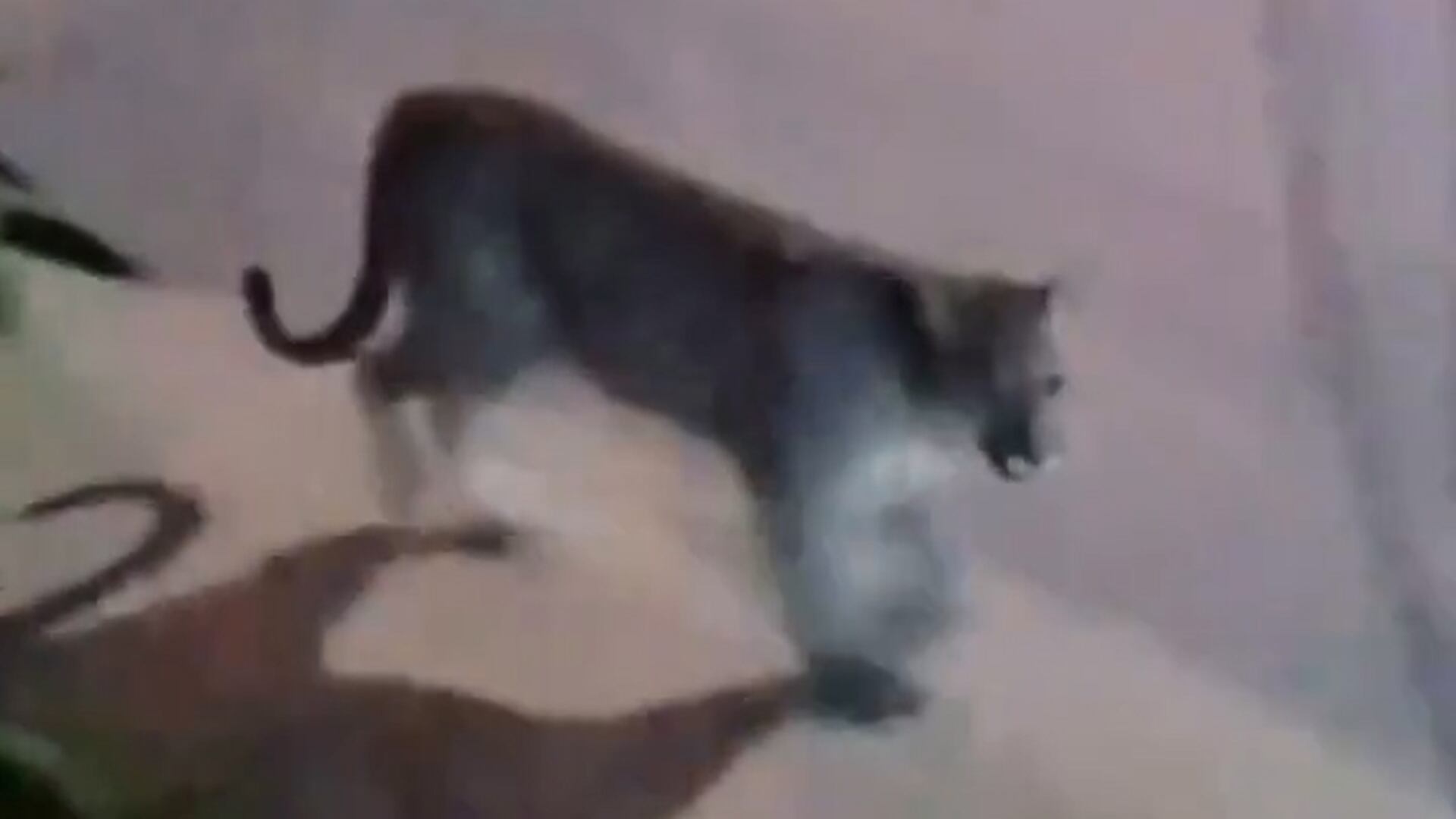 La aparición de fauna silvestre como el puma en áreas urbanizadas de la costa atlántica argentina se vuelve cada vez más frecuente