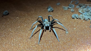 El refugio donde se encontró