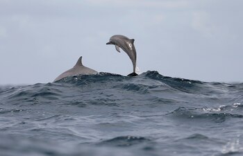 El océano produce al menos