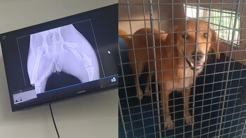 El animal presentaba varias facturas