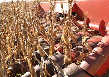 El maíz temprano va terminando