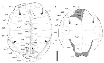 Descubren en Siria la tortuga marina fósil más antigua de su grupo