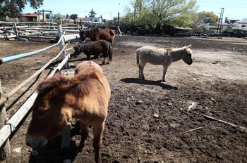 Foto de caballos maltratados rescatados
