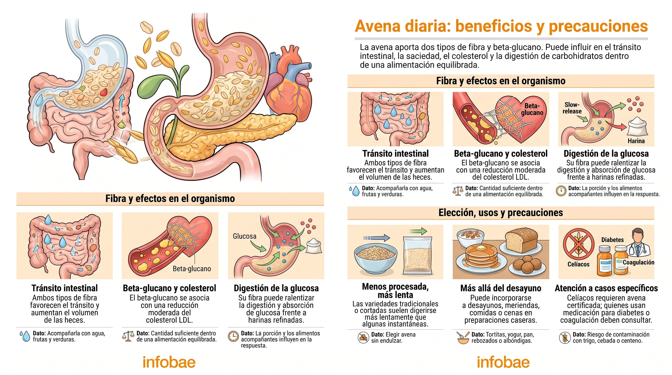 Una infografía de Infobae detalla los efectos de la avena en la digestión, el colesterol y el tránsito intestinal, además de recomendaciones de consumo. (Imagen Ilustrativa Infobae)