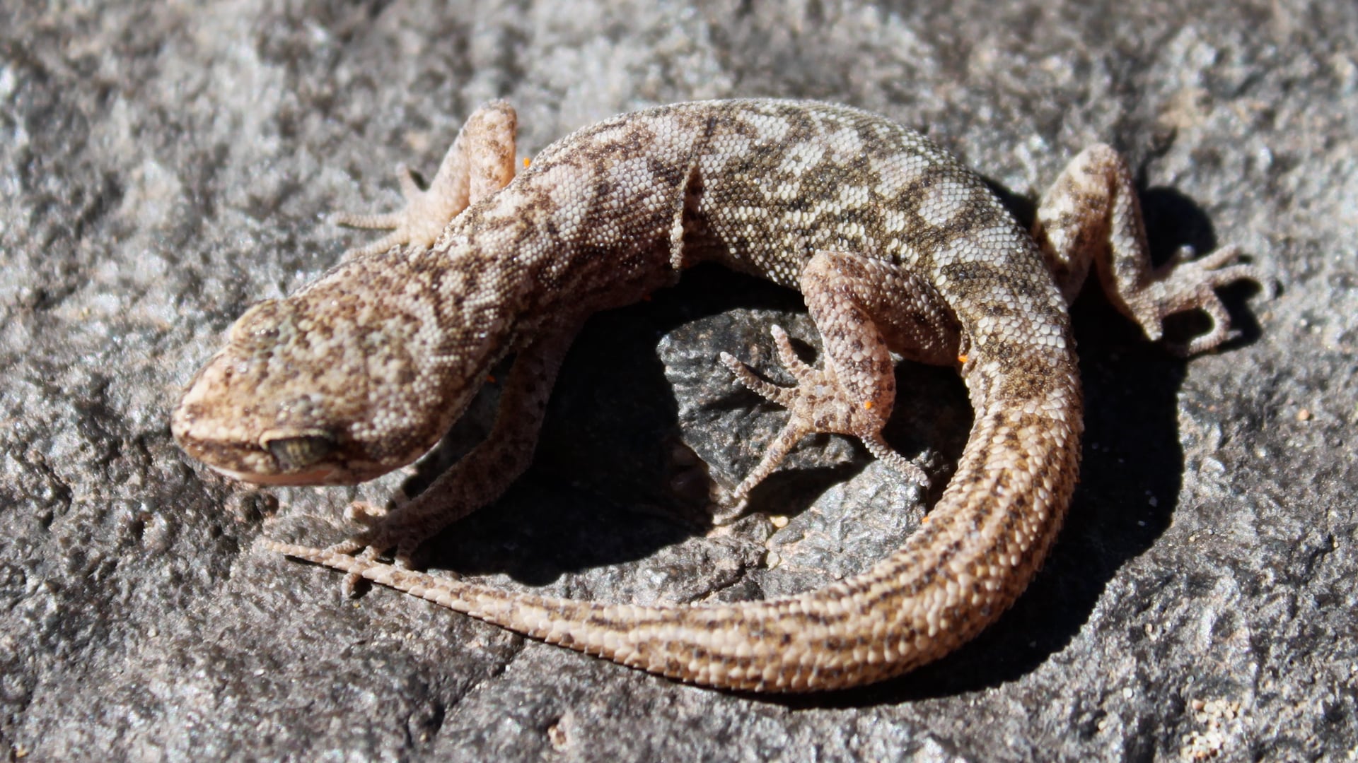 El gecko Homonota chelemini fue identificado como una nueva especie endémica en las montañas áridas de Catamarca y La Rioja (IPEEC/CONICET)