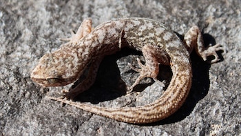 Un reptil en peligro: descubren una nueva especie de gecko en los Andes y alertan sobre su supervivencia