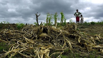 Honduras mira más allá de la emergencia para evitar otra crisis por sequías