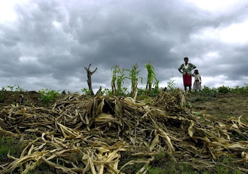 La sequía ha afectado cultivos y disponibilidad de agua en diferentes regiones de Honduras. (FOTO: El Libertador)