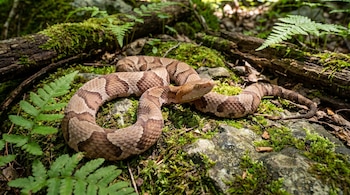 Una serpiente cabeza de cobre de color marrón rojizo con patrones distintivos se enrosca sobre rocas cubiertas de musgo y tierra en un bosque.