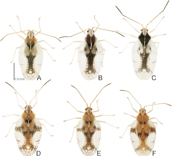 Seis insectos con alas transparentes de patrón reticulado, organizados de la A a la F junto a una escala de un milímetro sobre fondo blanco