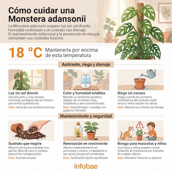 Infografía con recuadros informativos e ilustraciones sobre el riego, luz y temperatura de una Monstera adansonii junto al logotipo de Infobae.