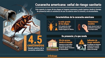 Infografía de cucaracha americana de 4.5 cm junto a un tubo de drenaje, bañera, inodoro y lavabo. Muestra cuadros explicativos y el logo de Infobae.