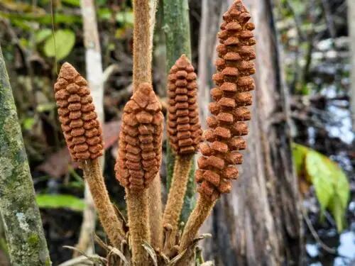 Es la primera de su género con tolerancia fisiológica a suelos permanentemente inundados y pobres en oxígeno. Andina